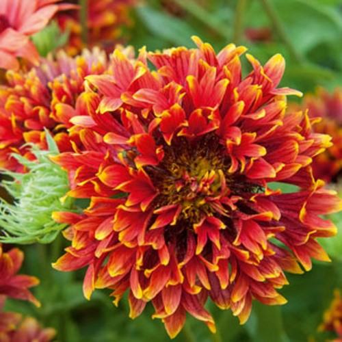 Gaillardia 'Sun Buddies Double Flame' - Mõrsjalill 'Sun Buddies Double Flame'